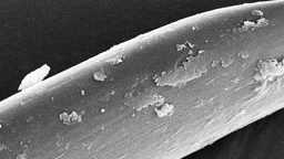 Bei der Untersuchung von Muschelseide-Fasern mit dem REM wird die charakteristische glatte, strukturlose Oberfläche mit feinen Längsrillen und krümeligen Auflagerungen sichtbar