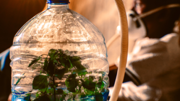 Baum im Plastikflasche (Bild: Deborah, Expanding Narratives)