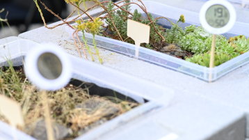 begrünte Boxen mit Thermometer begrünte Boxen mit Thermometer