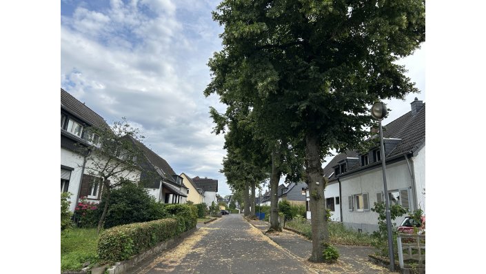 Straßenbäume in Leverkusen