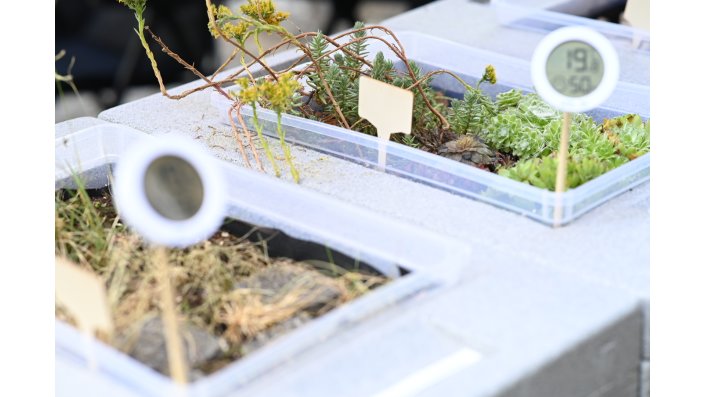begrünte Boxen mit Thermometer