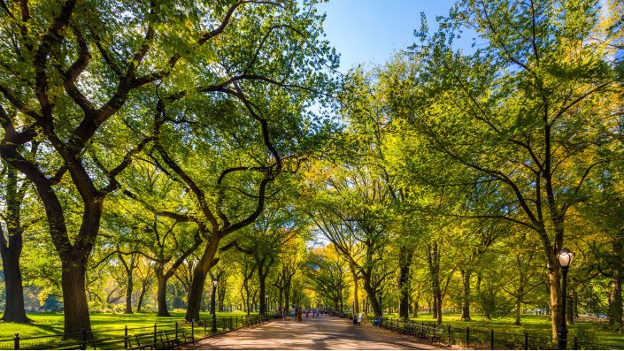 Allee aus Stadtbäumen