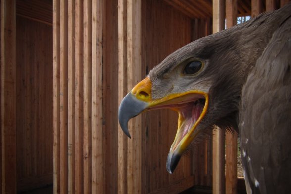 Adler vor der Greifvogelstation auf dem Landesgartenschaugelände in Zülpich.