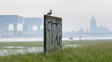 Blick über überschwemmte Poller Wiesen und Rhein auf die Kranhäuser und den Dom. (Bild: istock)