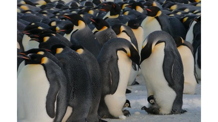 Pinguikolonie 