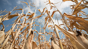 Vertrocknetes Maisfeld (Bild: Isabel B. Meyer/AdobeStock )