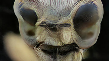 Mensch-Insekten-Hybrid (Bild: Lisa Marleen Mantel / Laura Wagner)