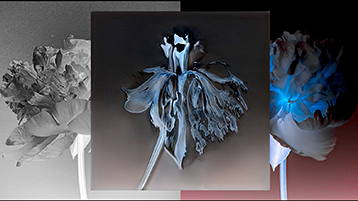Intro-Bild Kurzfilm Paeonia / Paeonai Intro-Bild Kurzfilm Paeonia / Paeonai