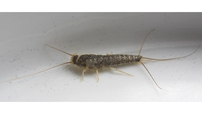 f02_cics_sgb_ma_wagner_1