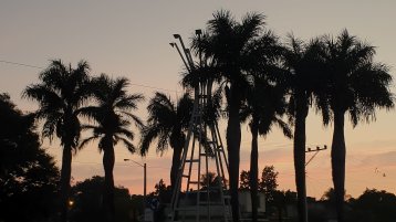 Palmen auf Kuba (Bild: Yunet Schüller, Studentin am ITMK)