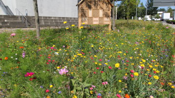 Wildbluemenwiese und Bienenhotel am Campus Gummersbach (Bild: TH Köln)