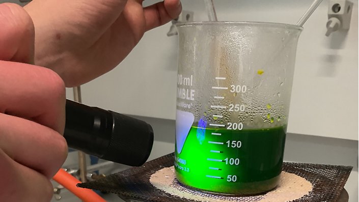Ein Schüler leuchtet den Farbstoff Fluorescein mit einer UV-Lampe an.
