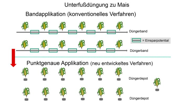 Bei der herkömmlichen Unterfußdüngung wird ein kontinuierliches Düngeband ausgebracht (oben), bei der punktgenauen Applikation erhält jedes Saatkorn synchron zur Kornablage eine kleine Düngerportion.