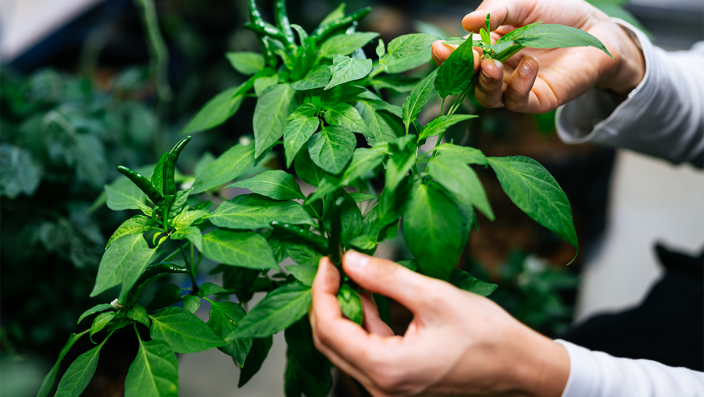 GreenFarmTEC