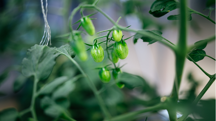 GreenFarmTEC