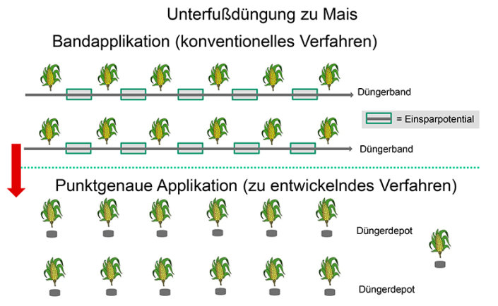 Grafik: Schematische Darstellung der Düngung mit Bandapplikation und mit punktgenauer Applikation