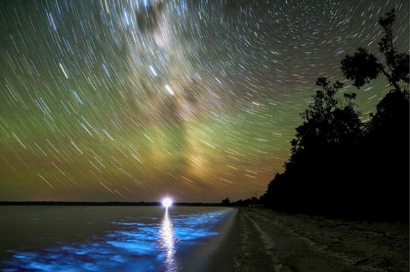 Biolumineszenz ist die Lichterzeugung durch eine chemische Reaktion in einem lebenden Organismus, hier am Gippsland Lake in Australien. Biolumineszenz ist die Lichterzeugung durch eine chemische Reaktion in einem lebenden Organismus, hier am Gippsland Lake in Australien.