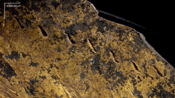Mikroaufnahme: Goldleder mit Schnittkante und Nahtlöchern aus dem Grab des Hl. Paulinus von Trier  (Bild: Nicole Reifarth)