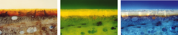 Anschliffe eines Geigenlacks im sichtbaren Licht sowie unter Blau- (mitte) und UV-Anregung (rechts) Anschliffe eines Geigenlacks im sichtbaren Licht sowie unter Blau- (mitte) und UV-Anregung (rechts)