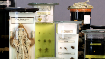 Selection of various educational specimens. (Image: TH Köln - CICS - Fabian Neisskenwirth) Selection of various educational specimens. (Image: TH Köln - CICS - Fabian Neisskenwirth)
