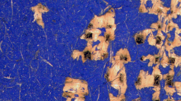 Mikroskopaufnahme des Munch-Gemäldes von einem kohäsiv geschwächten Malschichtbereich, der zusätzlich einen Adhäsionsverlust zum Träger aufweist. (Bild: TH Köln- CICS- Charlotte Stahmann)