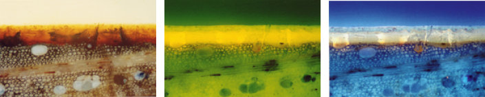 Anschliffe eines Geigenlacks im sichtbaren Licht sowie unter Blau- (mitte) und UV-Anregung (rechts)