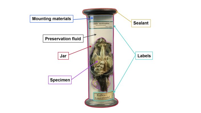 Schematic of a fluid preserved specimen in excellent condition, exemplified by an educational specimen from the Fuhlrott collection.