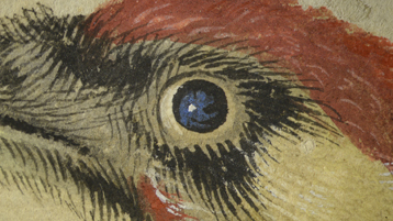 Auszug aus "Grünspecht", Lucas Cranach, der Ältere (Bild: Foto: Thomas Klinke, Cranach Digital Archive.)