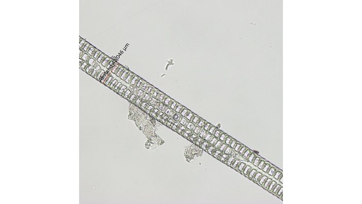Luftpäckchen: Angora-Kanin Faser, Grannenhaar in Längsansicht mit dreireihigem Markkanal, der die für Angora charakteristischen Module (Luftkammern) aufweist, durchlichtmikroskopische Aufnahme erstellt im Rahmen der Vorlesung Proteinfaser II. 