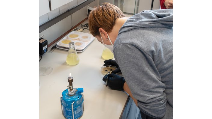 Eine Workshop-Gruppe beschäftigte sich mit dem Versuch den Pilz auf Nährböden oder in Flüssigkulturen zu züchten. Es kam ein im Spezialhandel erworbene Ursprungskultur zum Einsatz. Im Bild wird unter möglichst sterilen Bedingungen ein Nährboden beimpft.