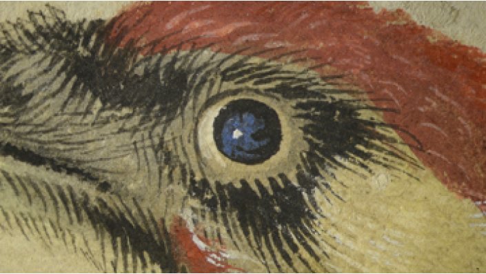 Auszug aus "Grünspecht", Lucas Cranach, der Ältere