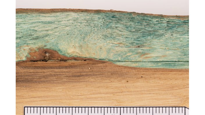Das Detail eines aufgesägten Eichenholz-Ästchens zeigt, dass der Pilz hier nur das empfindliche Splintholz befallen hat. Der Kern zeigt keine Farbveränderung.
