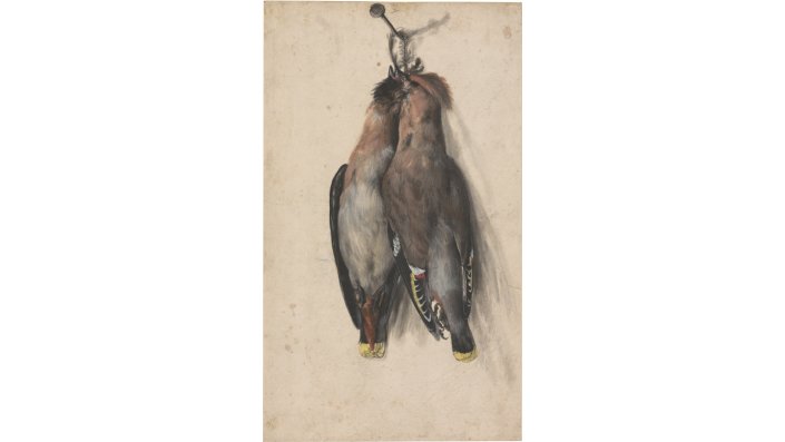 Lucas Cranach der Ältere, „Zwei tote Seidenschwänze“ (um 1530), Zeichnung auf Vergé-Papier