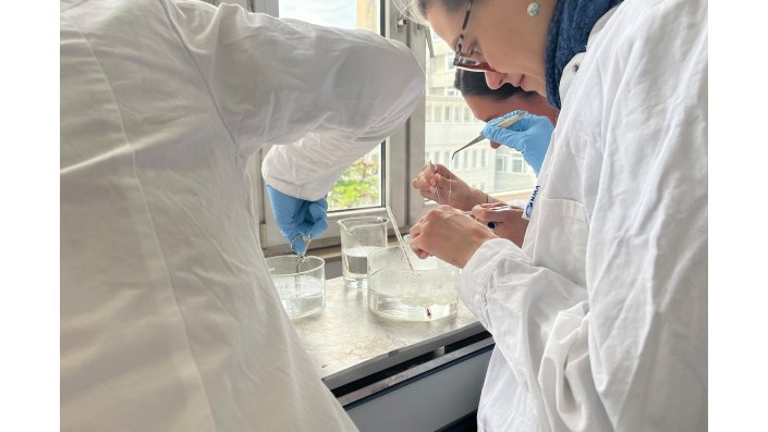 Drei Studentinnen, die mit Arbeitsschutzkleidung (in weißen Kitteln und blauen Handschuhen) an einer Heizplatte im Labor stehen und Seidenfäden von Kokons abhaspeln.