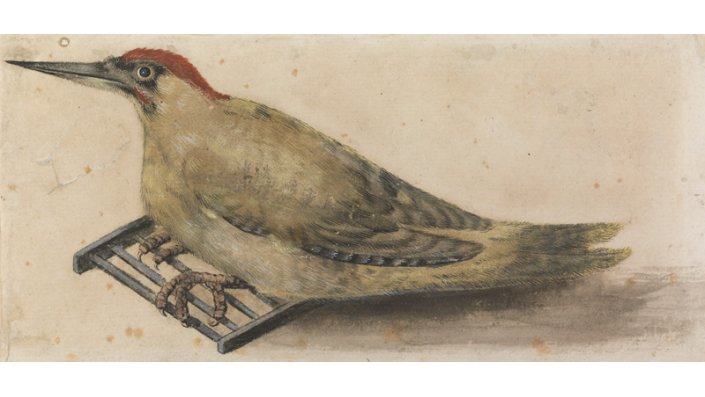 Lucas Cranach der Ältere, „Grünspecht“ (um 1545)