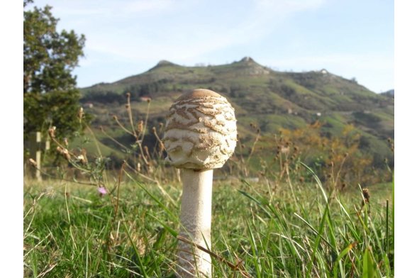 Ein Pilz