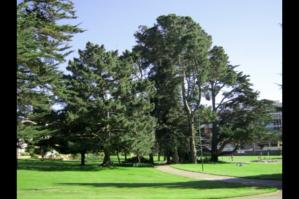 San Francisco University