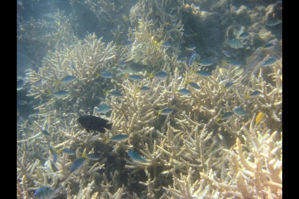 Korallenriff mit schwarzem Fisch