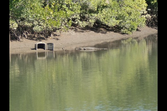 Ein Krokodil liegt am Uferbereich eines Flusses, in der Nähe liegt eine umgestoßenen leere Mülltonne