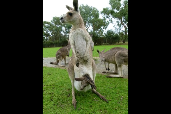 Kängurumutter mit Kind im Beutel - im Hintergrund zwei weitere Kängurus