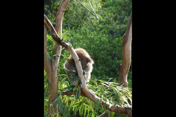 Ein Koalabär sitzt auf einem Ast