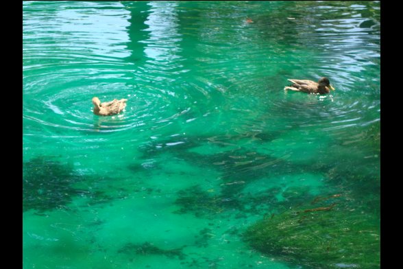 Zwei Enten schwimmen in grünem Wasser