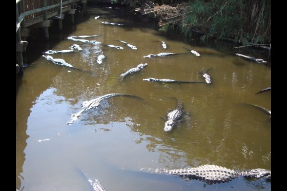 Alligatorenfarm St. Augustine