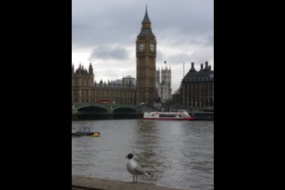 Blick über die Themse zu den Houses of Parliament und der Westminster Abbey –  im Vordergrund sitzt eine Möwe