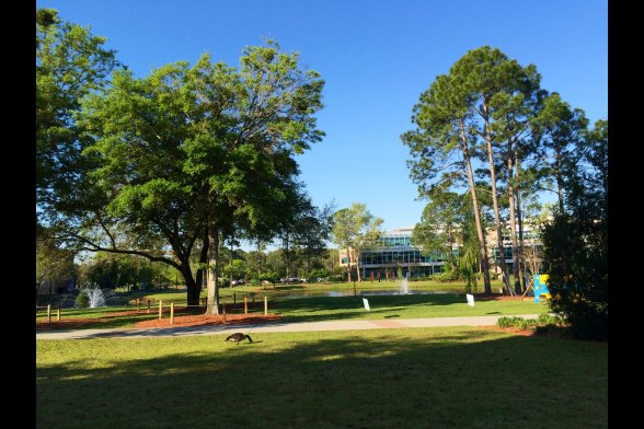 Grüner Park auf dem Campus einer amerikanischen Universität