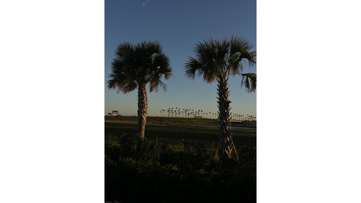 Day 5: Palm Trees all Around