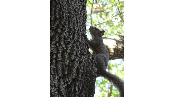 Day 5: Squirrel on Campus