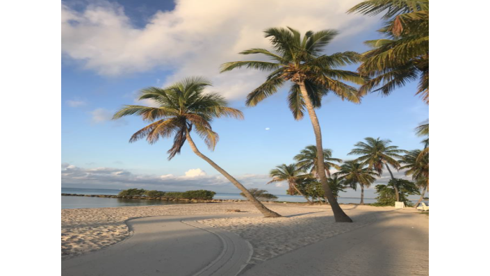 Palm Trees on Beach