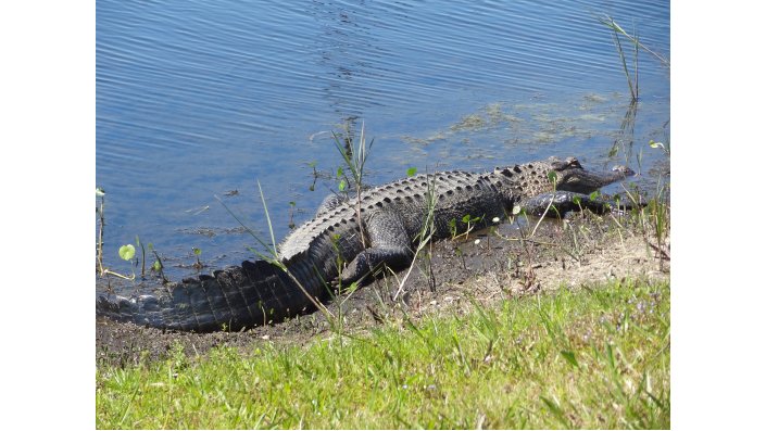 Day 6: Alligator Encounter