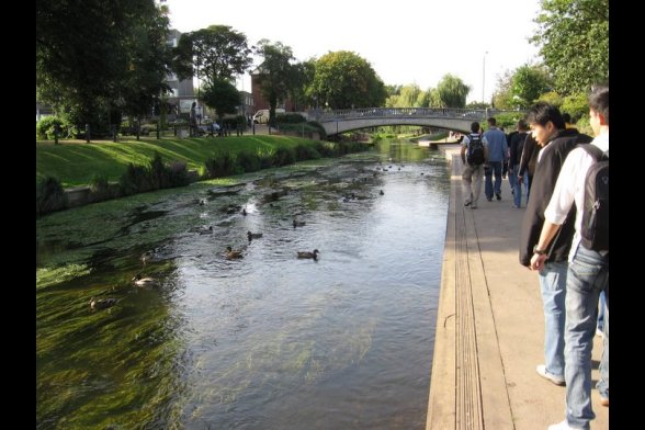 junge Menschen spazieren neben einem Fluss, in dem Alkgen und Enten schwimmen - im Hintergrund eine Steinbrücke